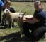 Showing 4H Lambs at the Charlton Fair