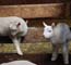 2 Little Lambs