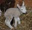 A Newborn Lamb