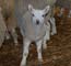 Border Cheviot Lamb